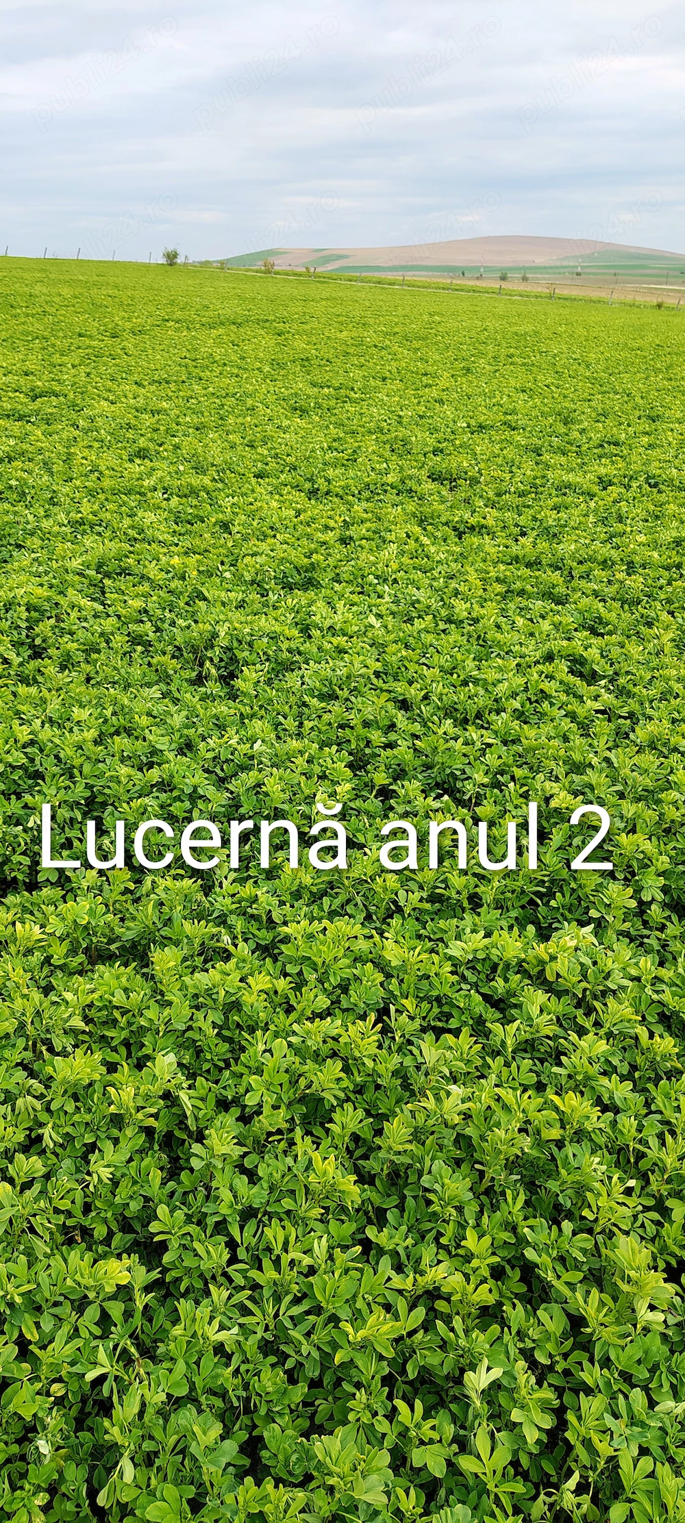 Lucernă 16 HA in arendă