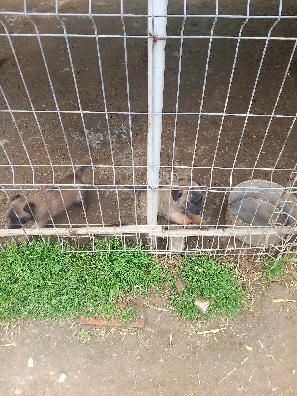 Cobanesc Belgia malinois