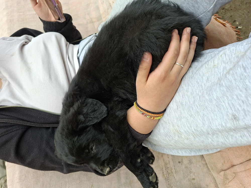 Disponibila pentru adopție! 