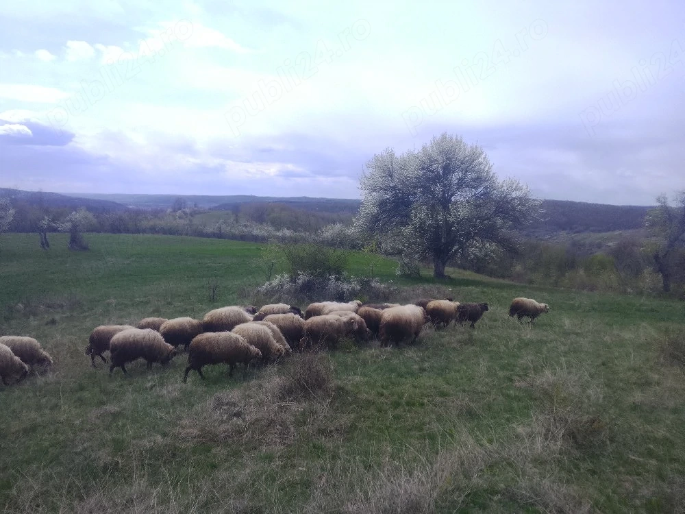 Vând 20 de oi și 8 berbeci preț 450 Lei una pește alta 
