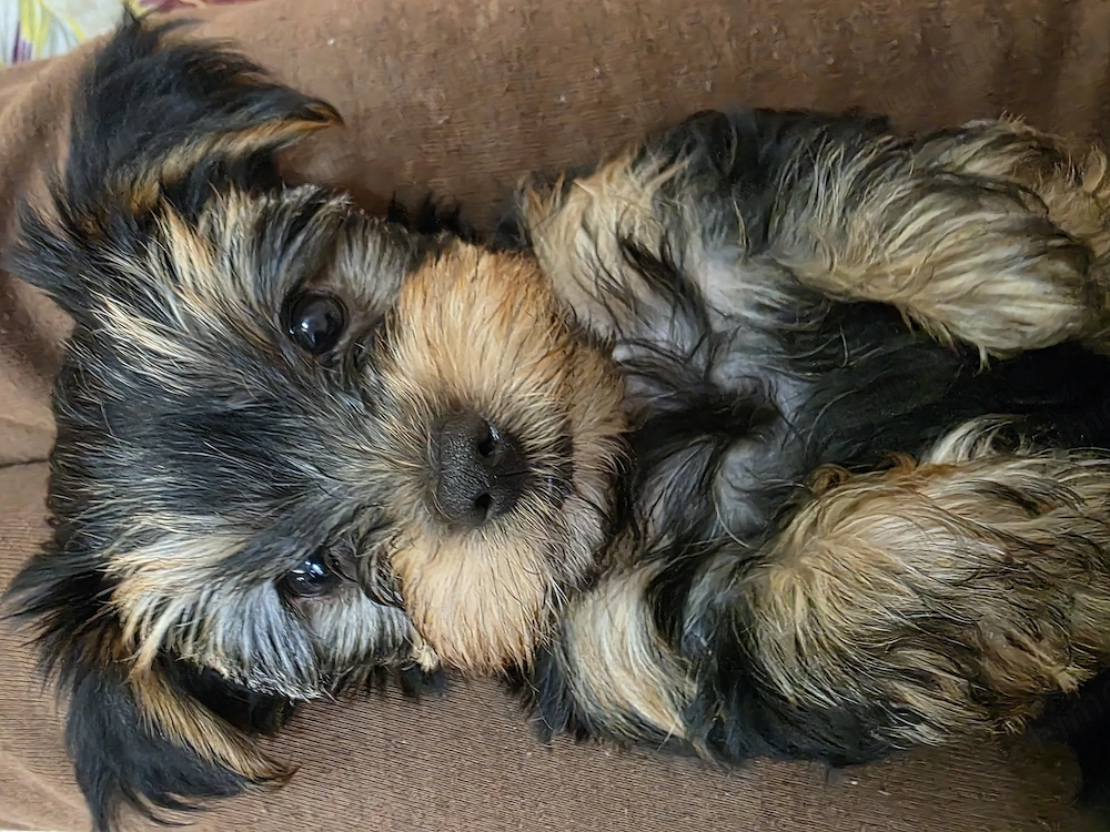 De vânzare yorkshire terrier