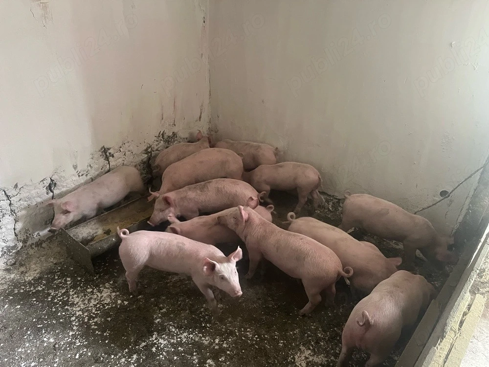 vand purcei de 12 saptamani 