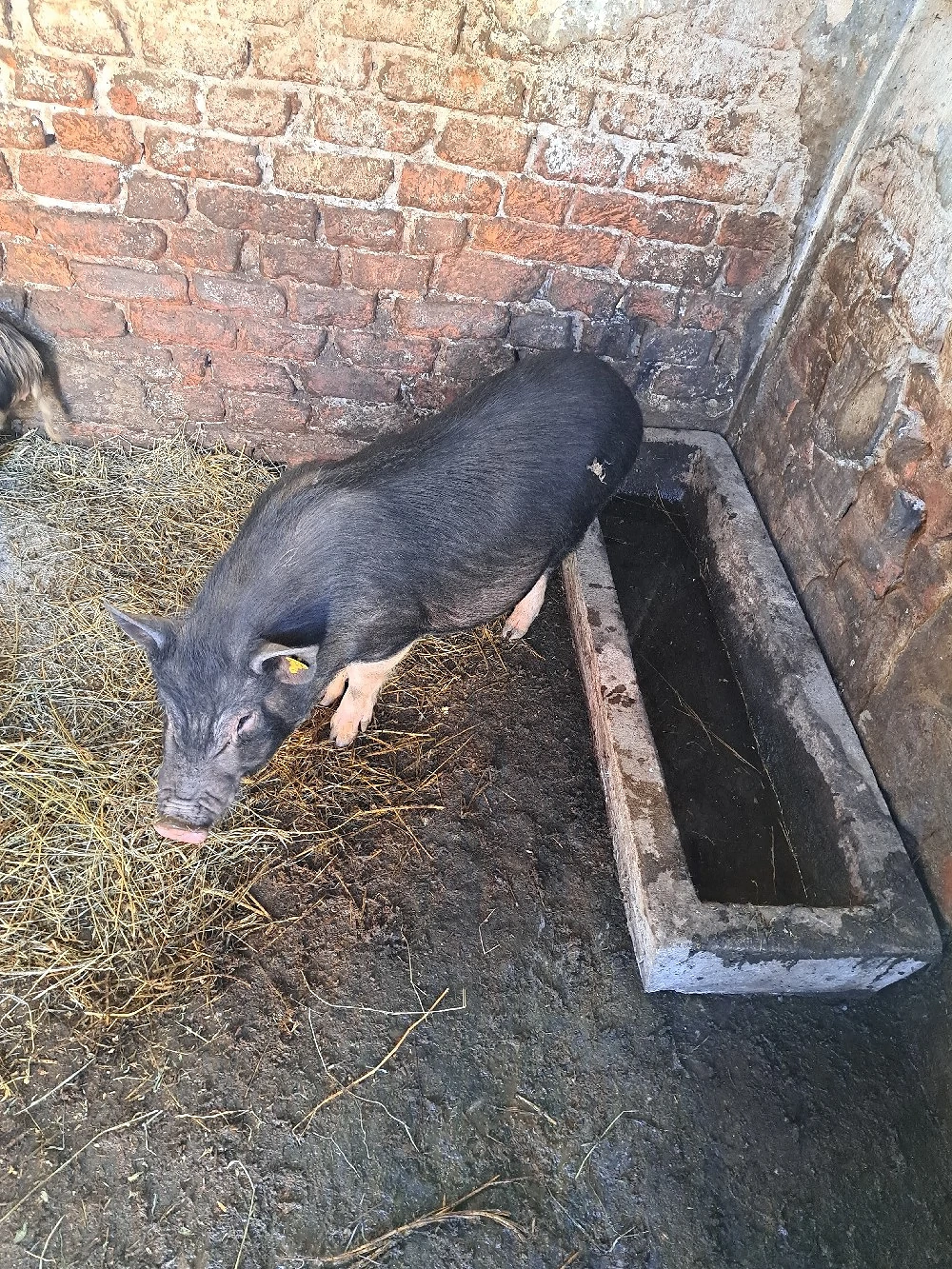 Scroafă vietnameza 