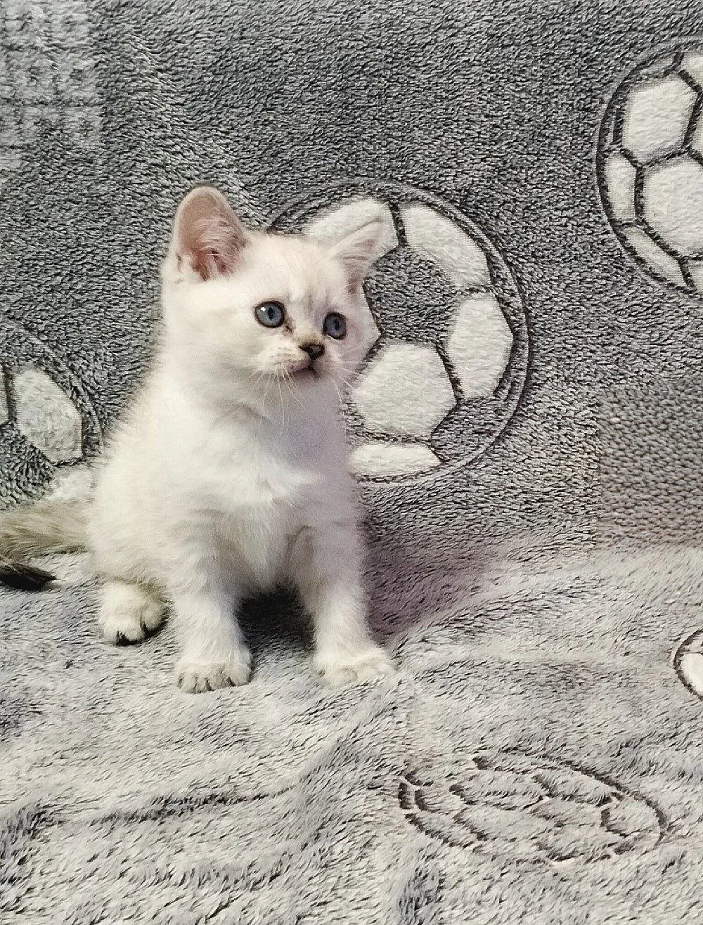 British Shorthair White Tabby 