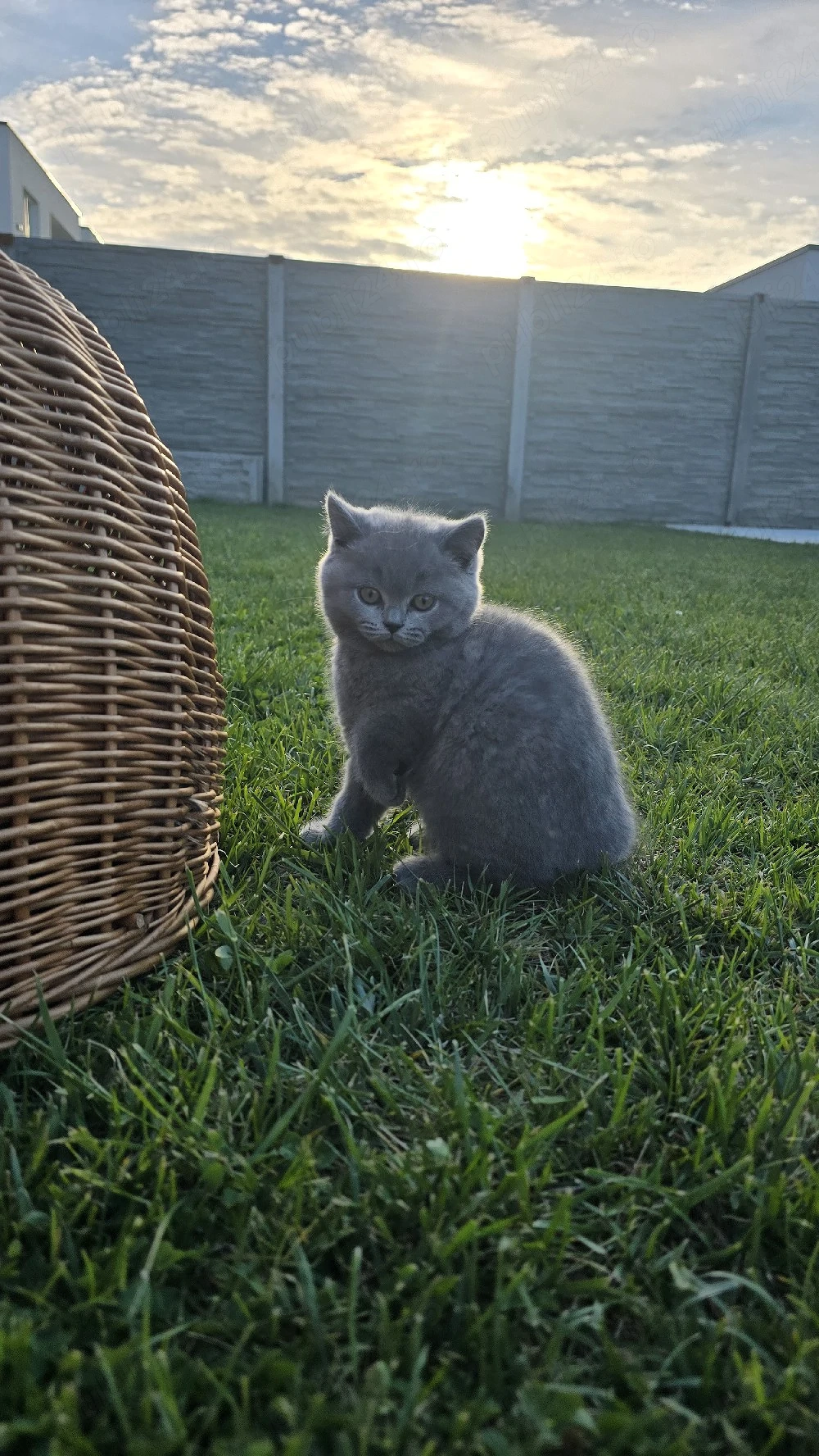 Pui British Shorthair