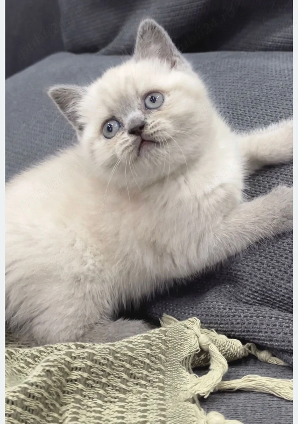 Puiuți British Shorthair Blue Point la super preț! Calitate superioara! Rasă pură. 