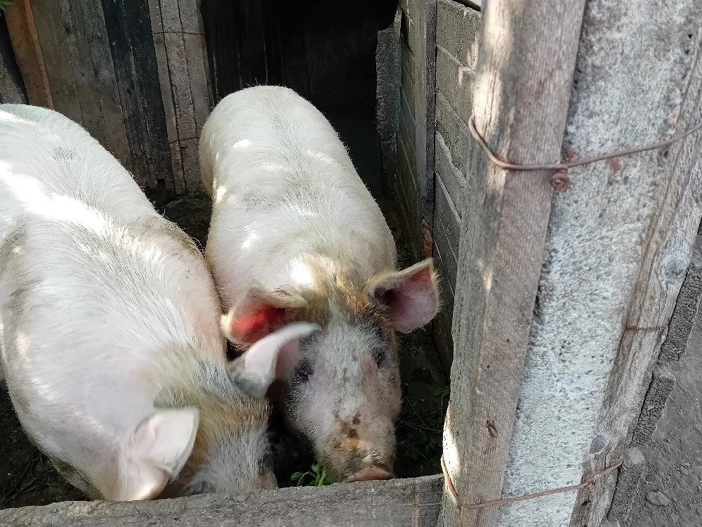 Vand porc,de carne