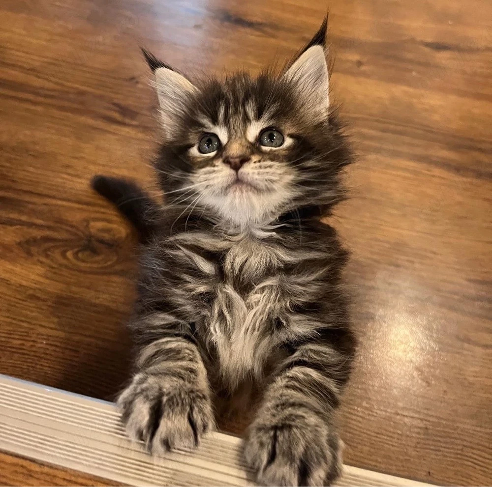 Maine Coon 