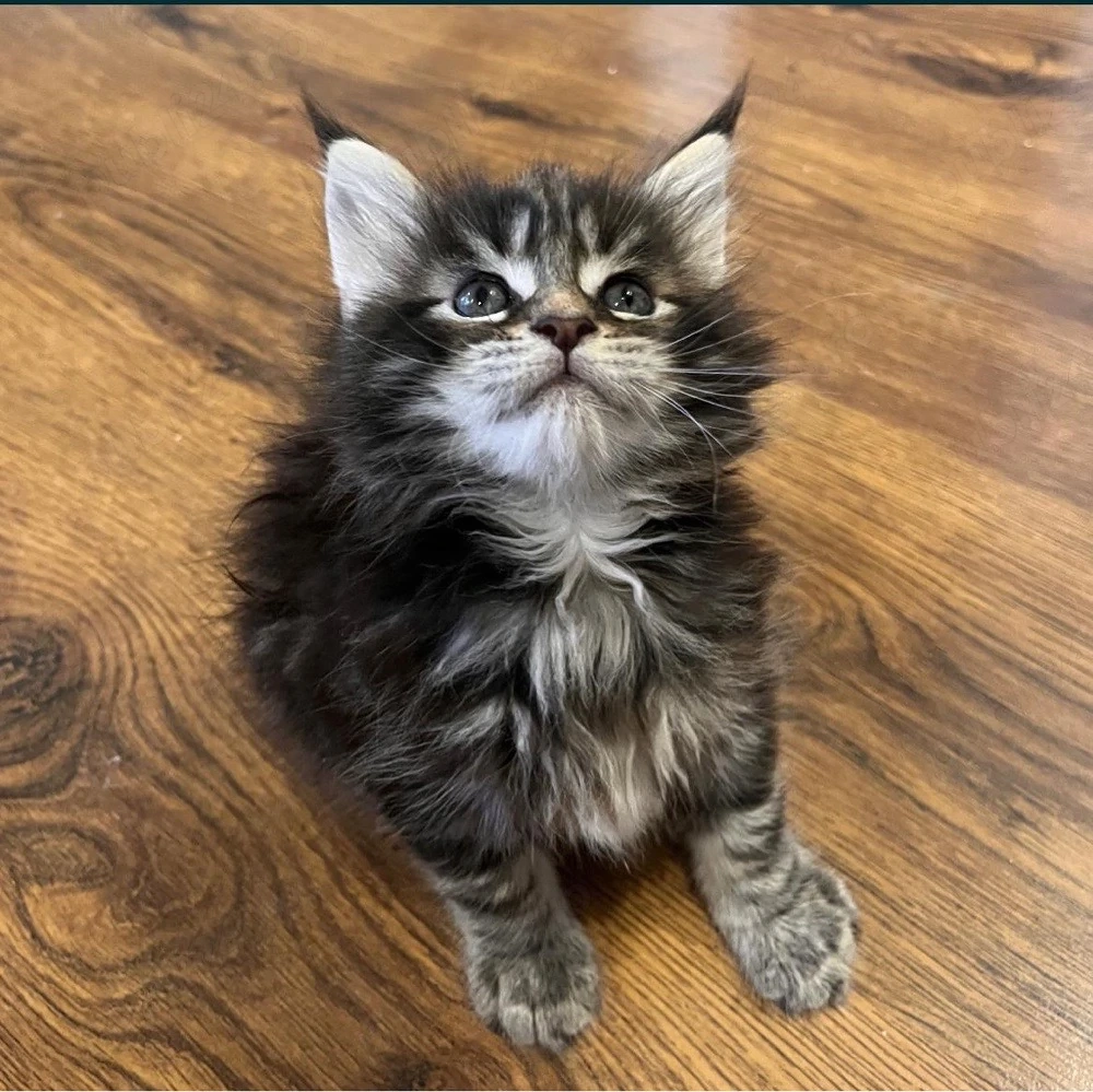 Maine Coon 