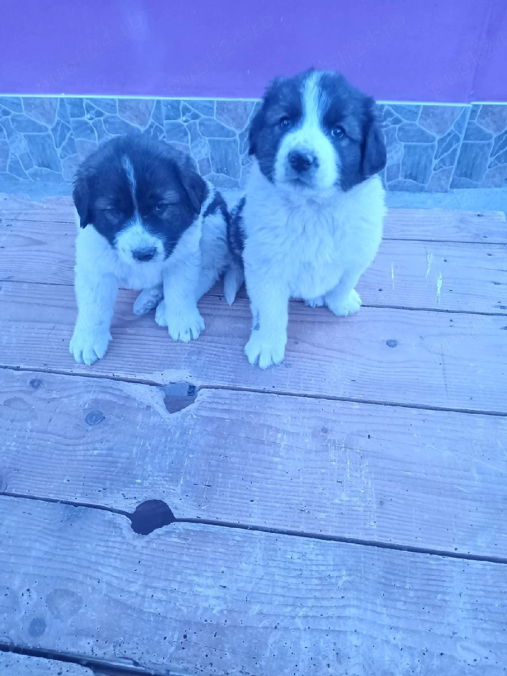 2 cățelușe de disponibile 