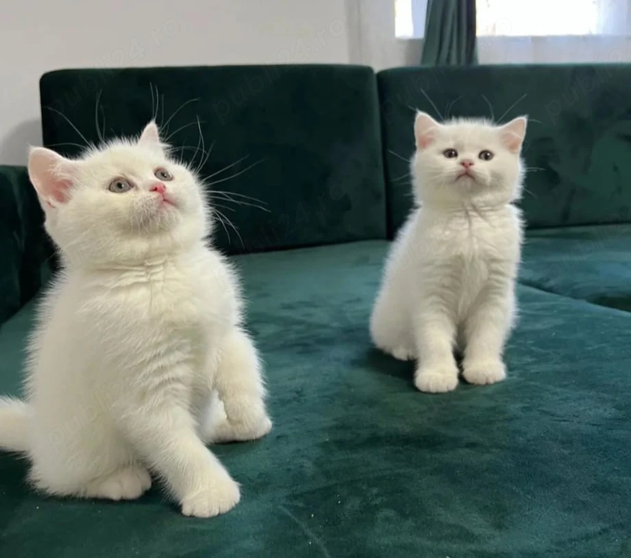 British Shorthair white 
