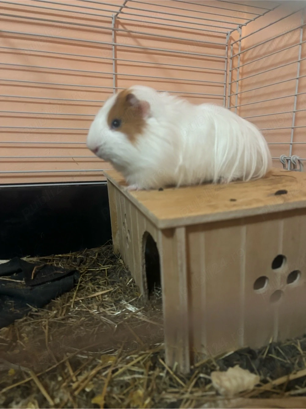 Porci Guineea 
