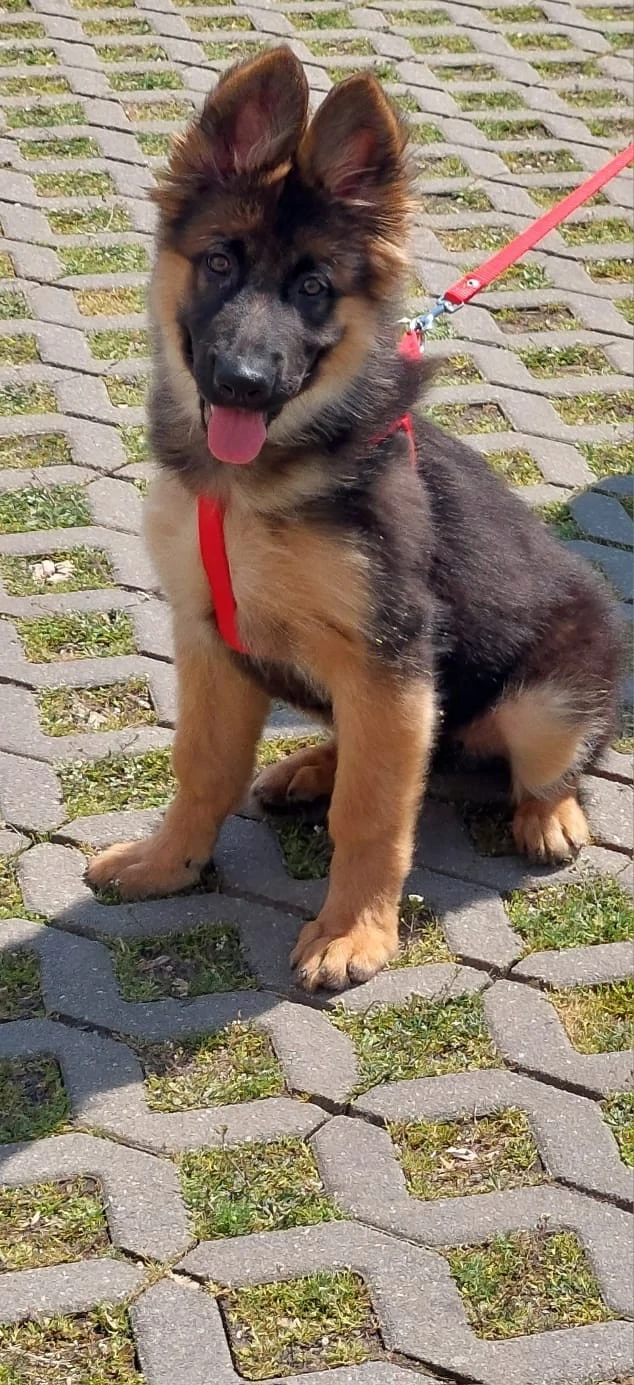 Vând ciobănesc german cu pedigree