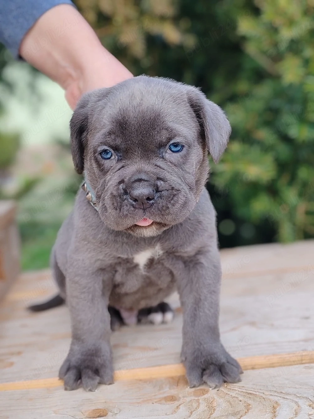 cane corso de vânzare