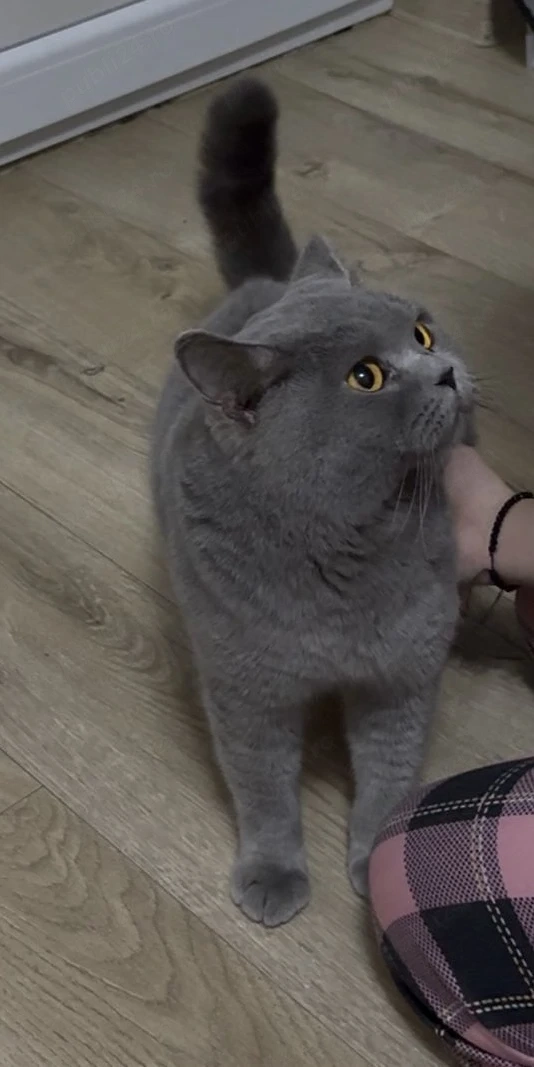British Shorthair blue 