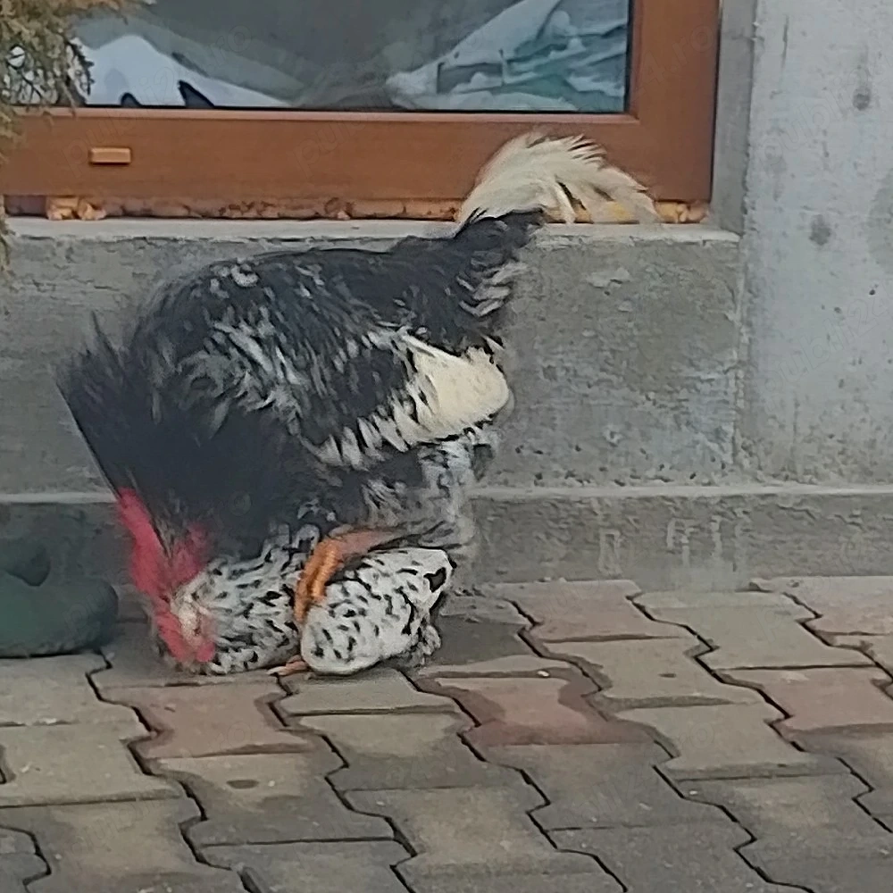 fFamilie pita pinta pt prăsilă 