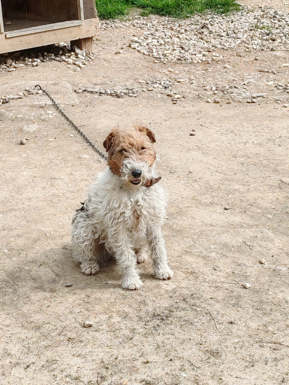 Vând Fox terrier cu păr sârmos