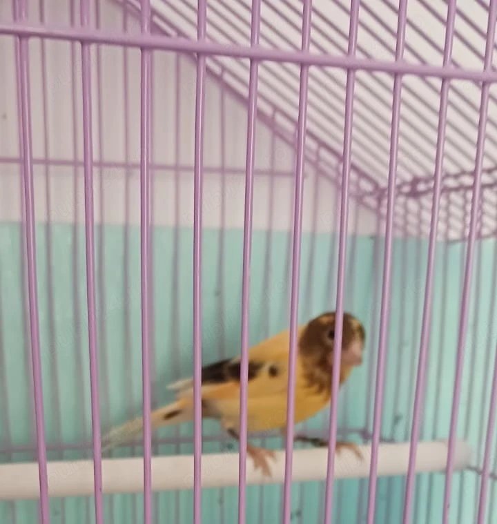 Canari de vânzare 