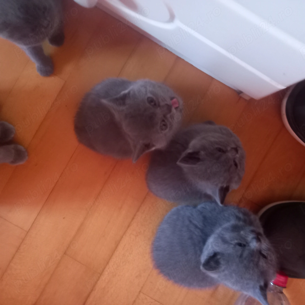 Pisicuțe,British Shorthair caut stăpâni iubitori și grijulii!Suntem 3 fetite și un băiețel, mici dar
