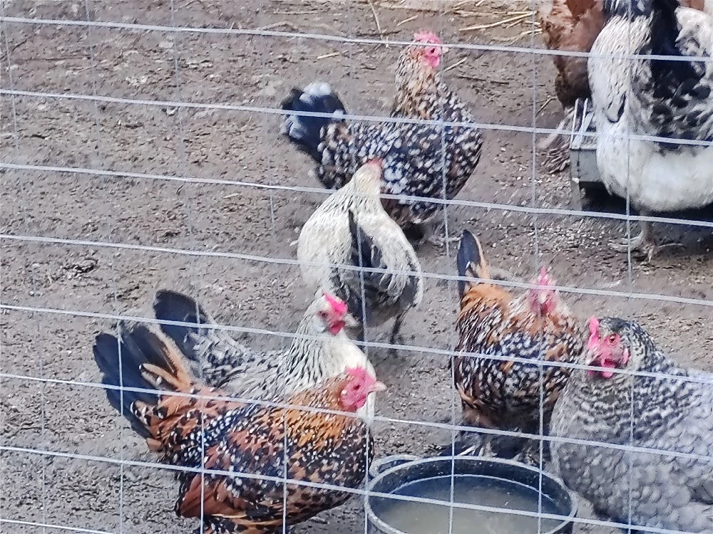 Vand 1familie de găini