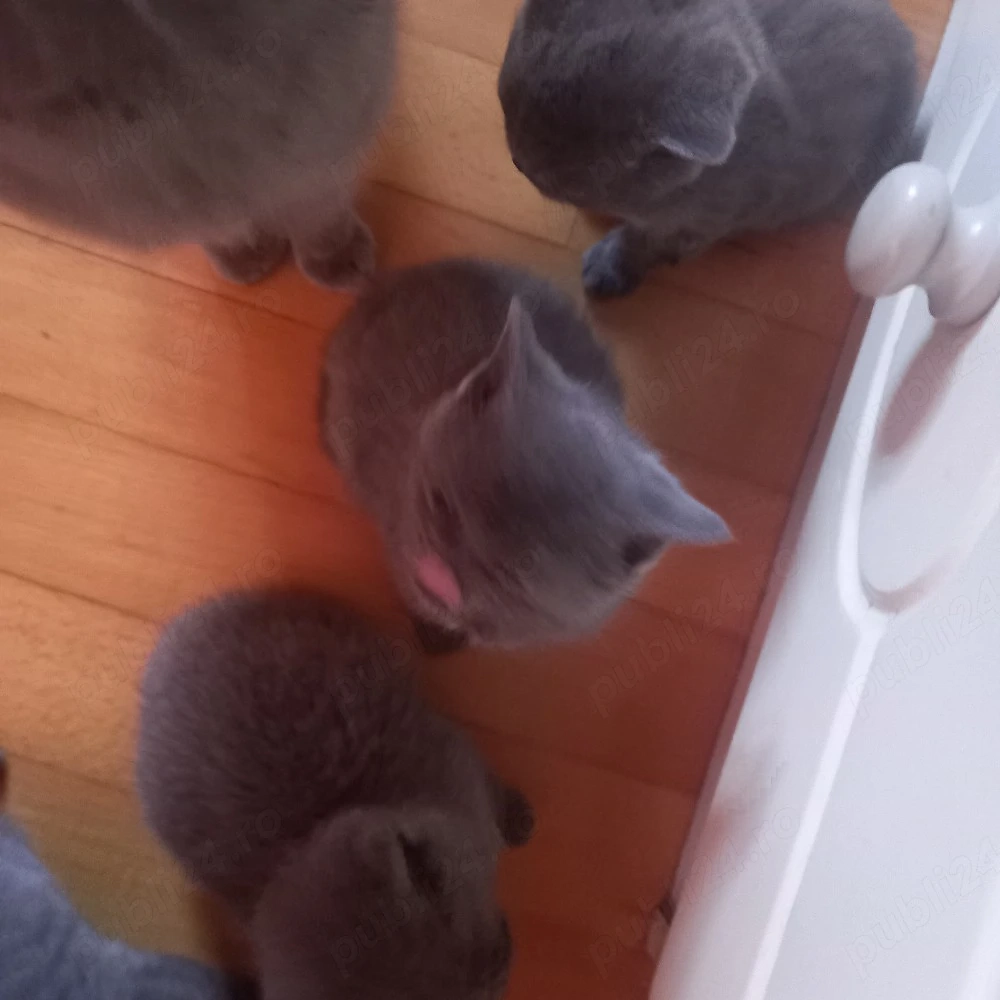 Vand 4 pitici,rasa British Shorthair, 3fete si 1 baiat,sanatosi,frumosi si iubibili!