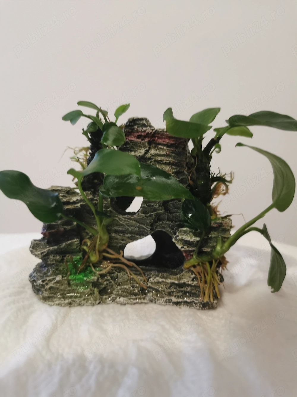 Vand decor acvariu cu anubias nana atasat