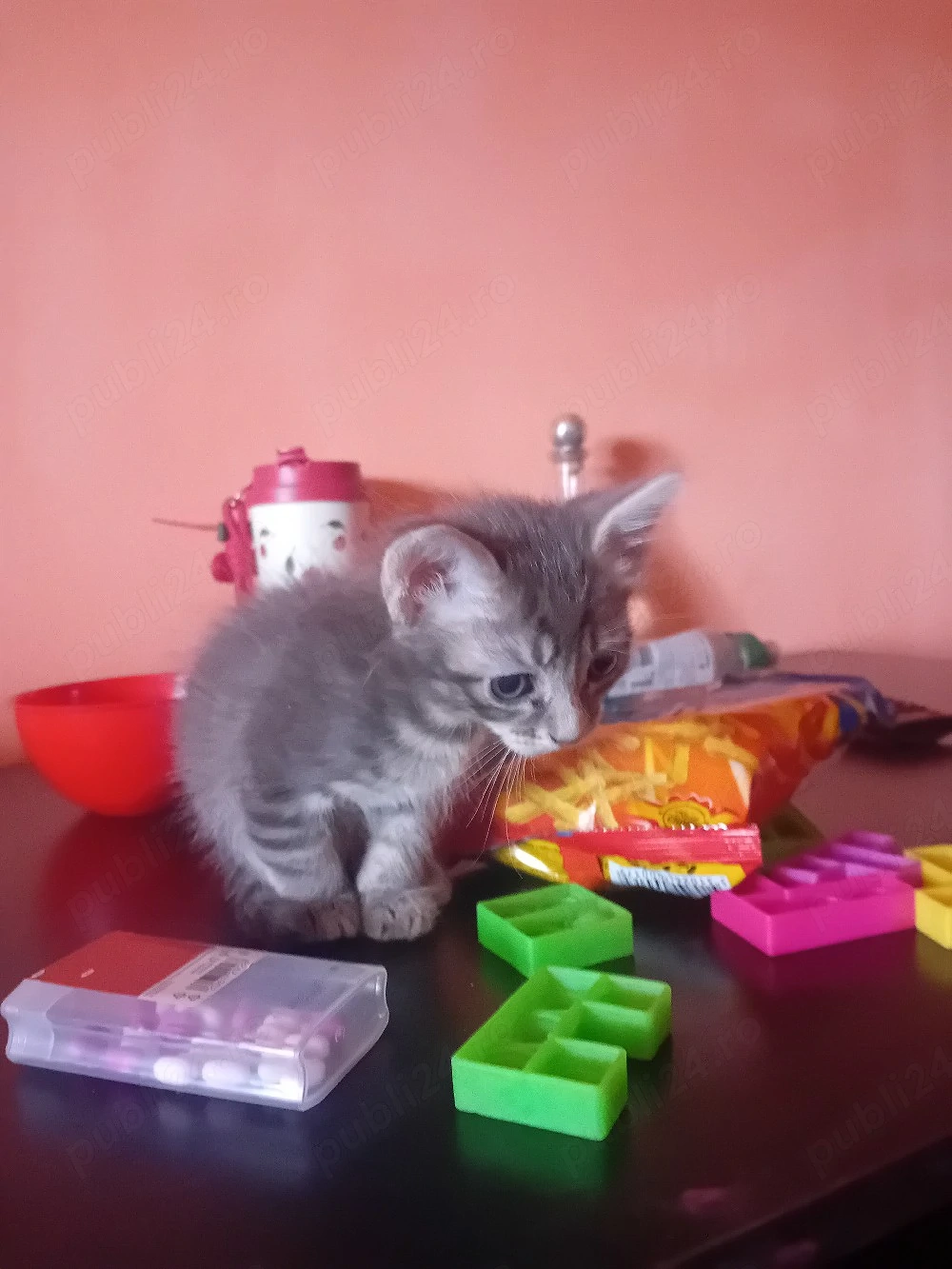 vand motanel  Scottish fold 