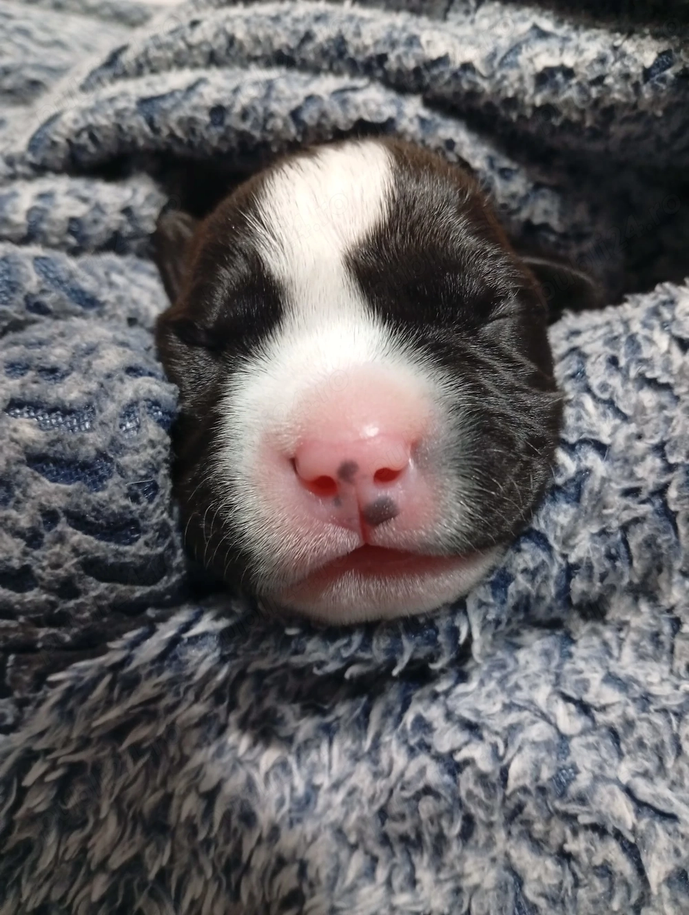 Vând pui Amstaff 