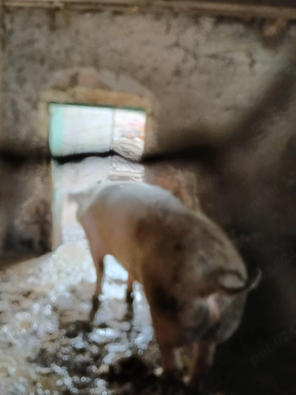 Vând porc 15 lei kg