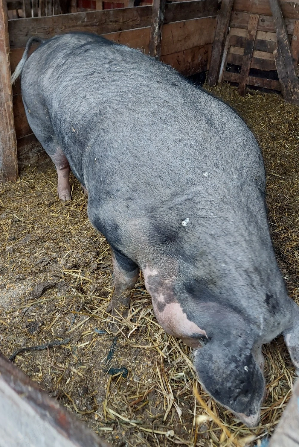 vand porc mare de țară 