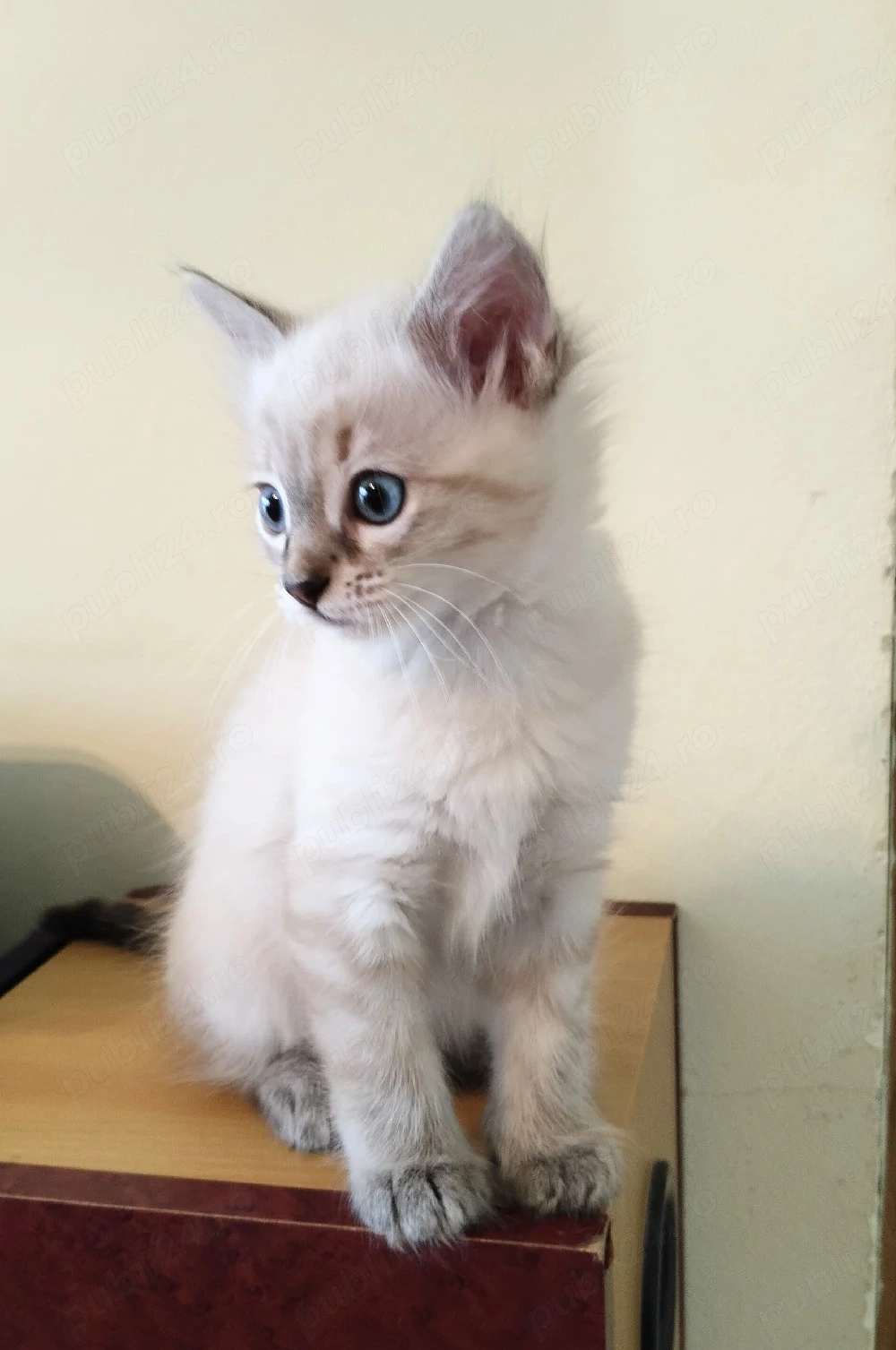 Puiuți Ragdoll linx point 