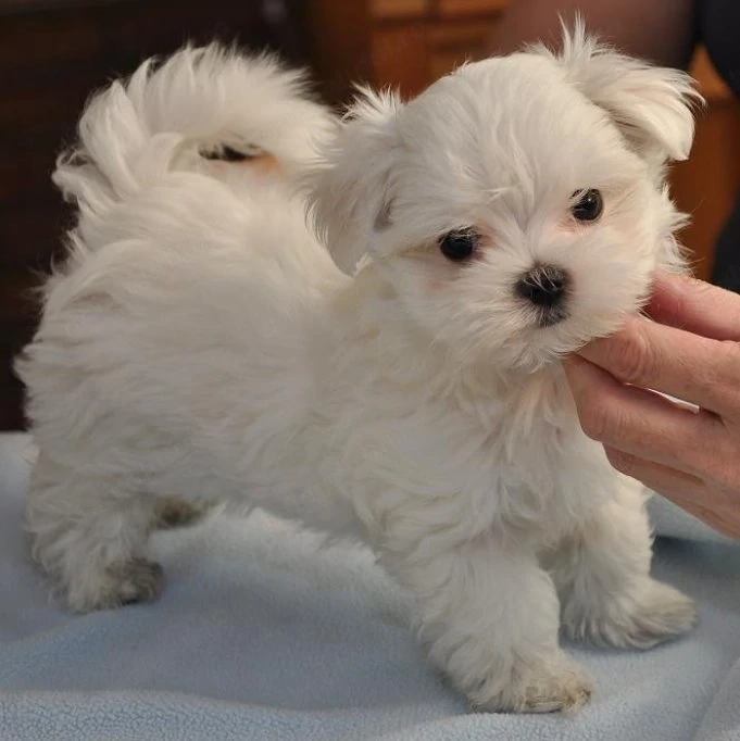 Bichon maltez fetita mini toy