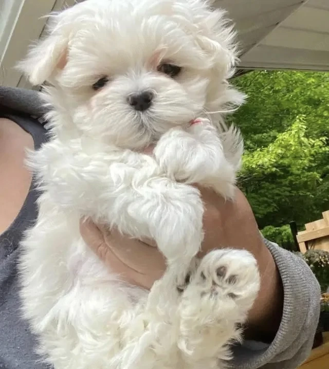 Bichon maltez mini toy