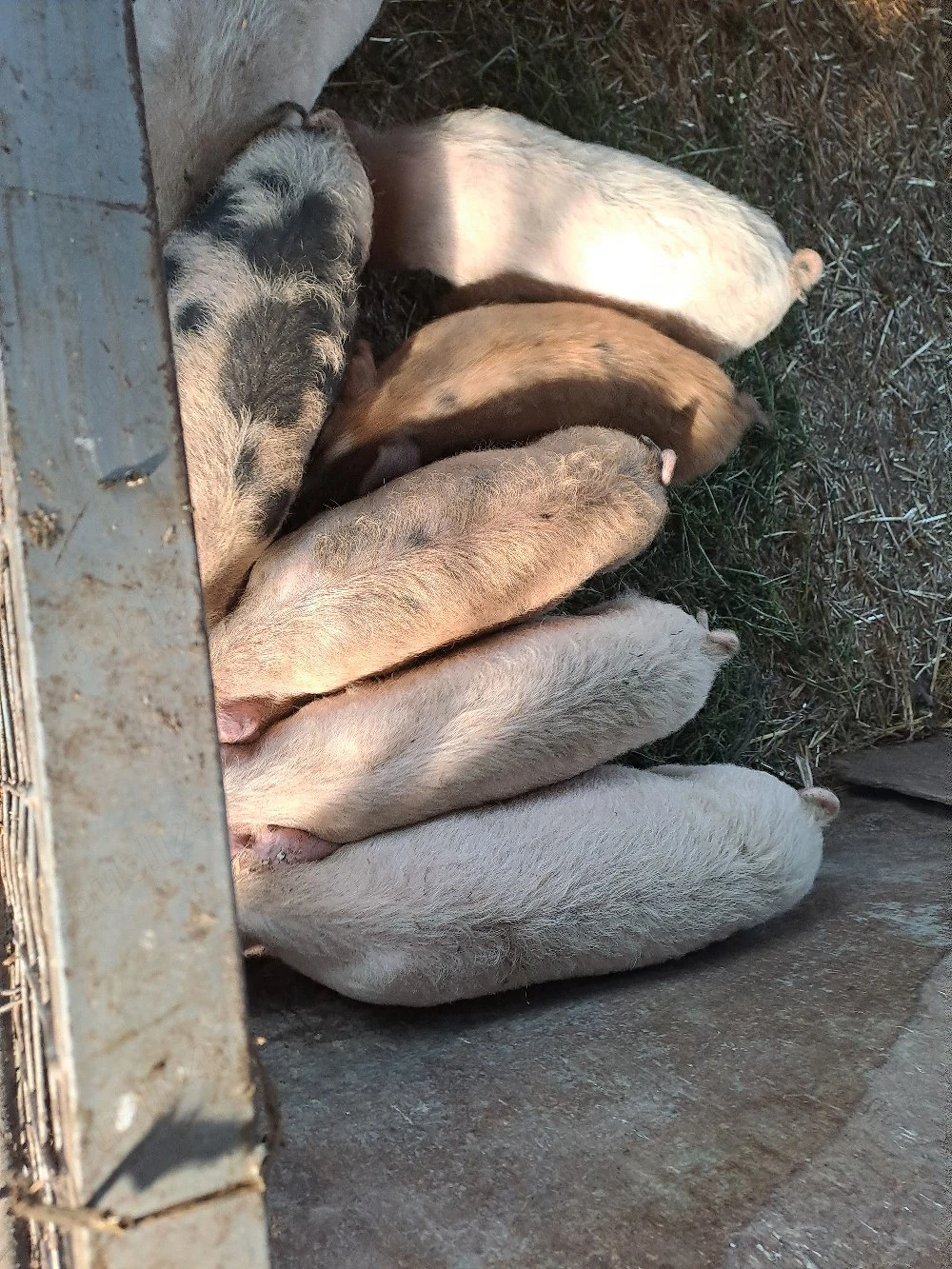 porci de 4luni