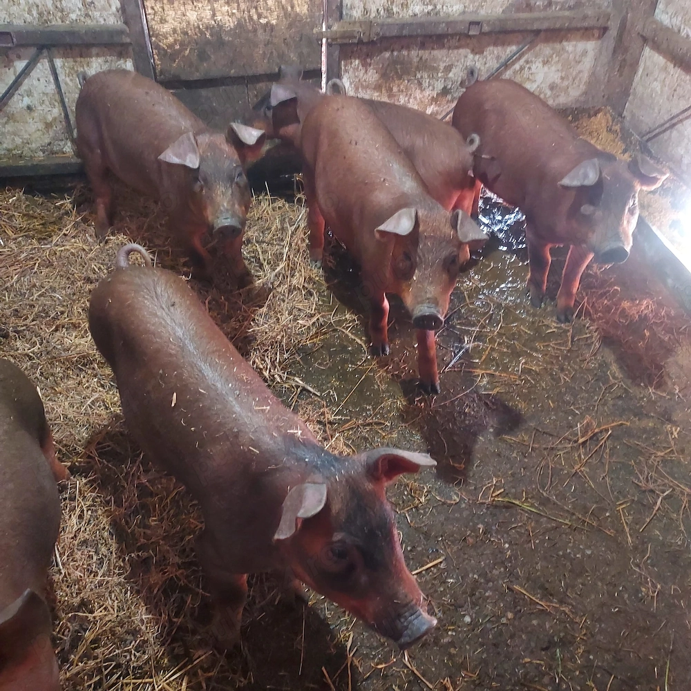 Vand porci duroc de 4  luni
