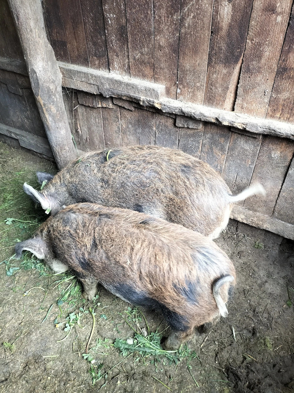Vând purcei duroc