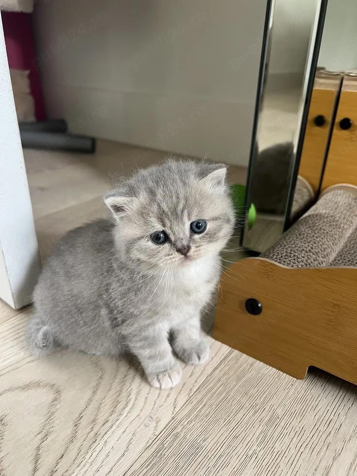 British Silver tabby 