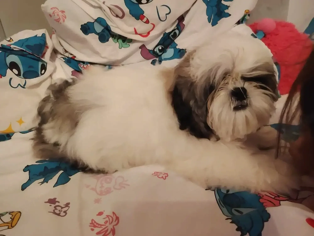 Shih tzu cu pedigree fci