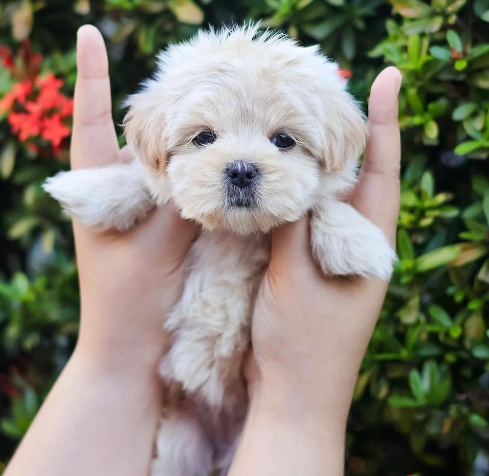 Fetita maltipoo mini