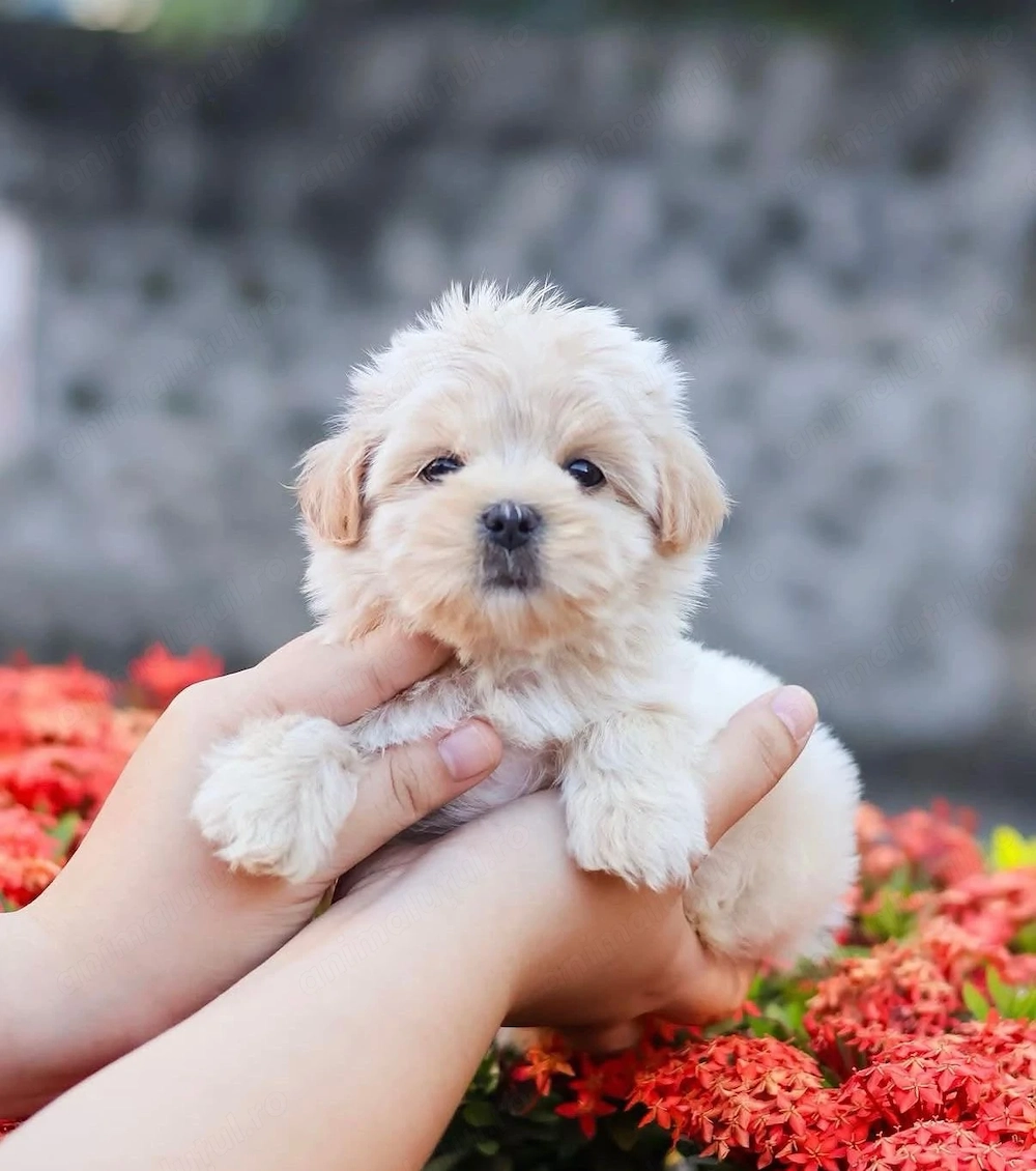 Maltipoo fetita superba