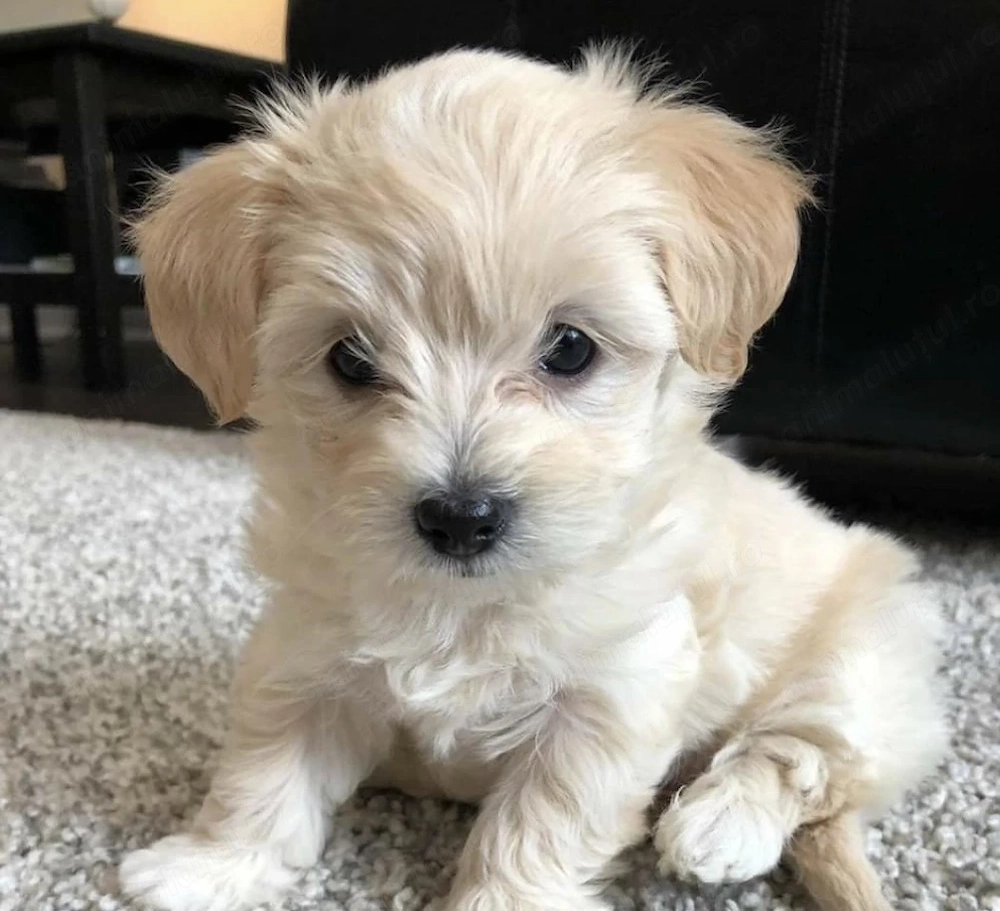 Maltipoo fetita mini