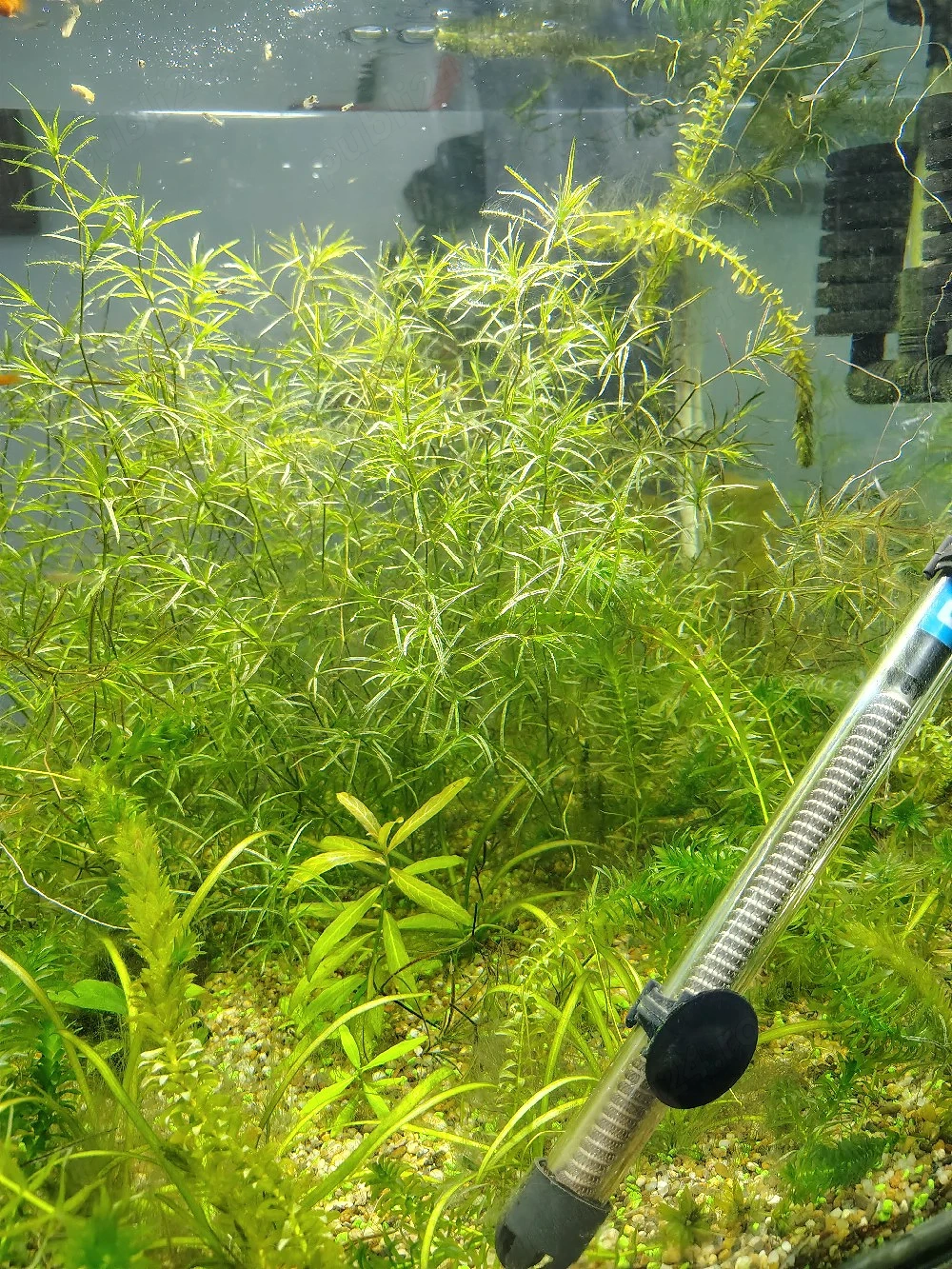 Plante acvariu