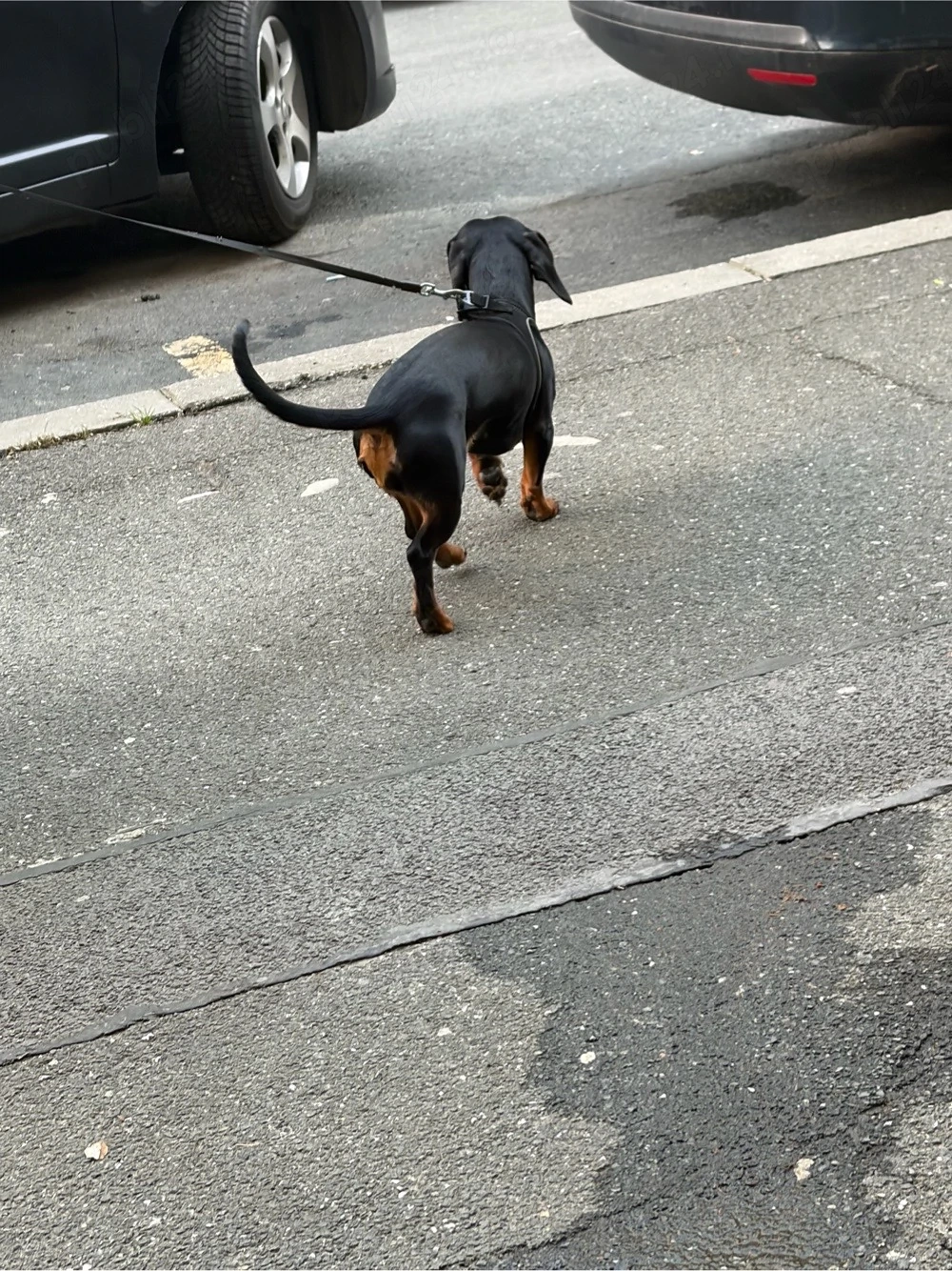 plimb câini orice rasă