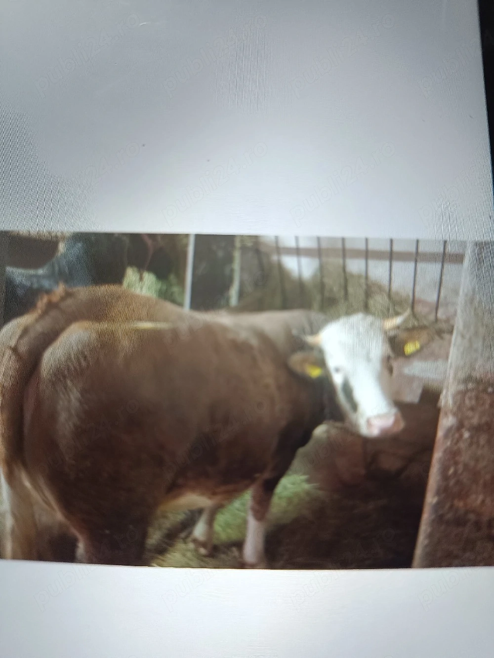 vand vaca de 3 ani cu vitel de 2 luni 