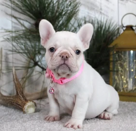 Bulldog francez white transport gratuit 