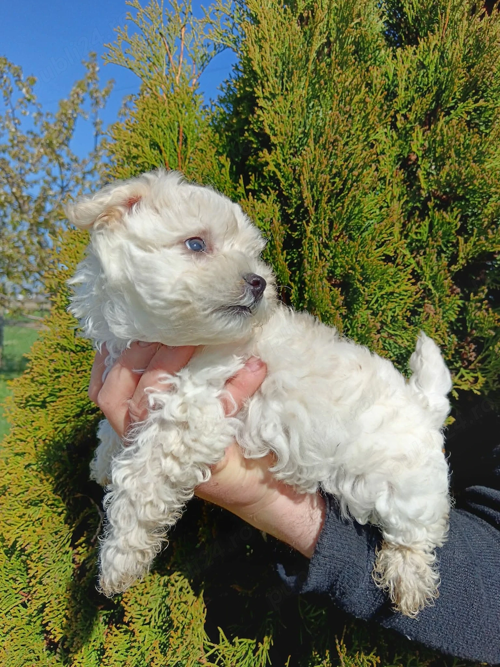 Băiat bichon maltez 