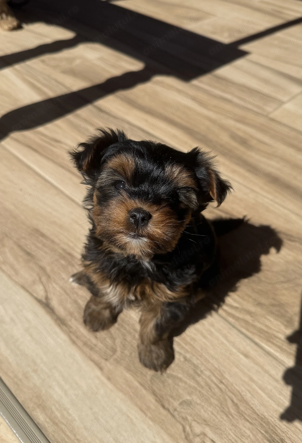 Vând cățelușă Yorkshire Terrier 