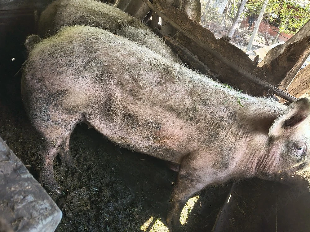 van porc ieftin