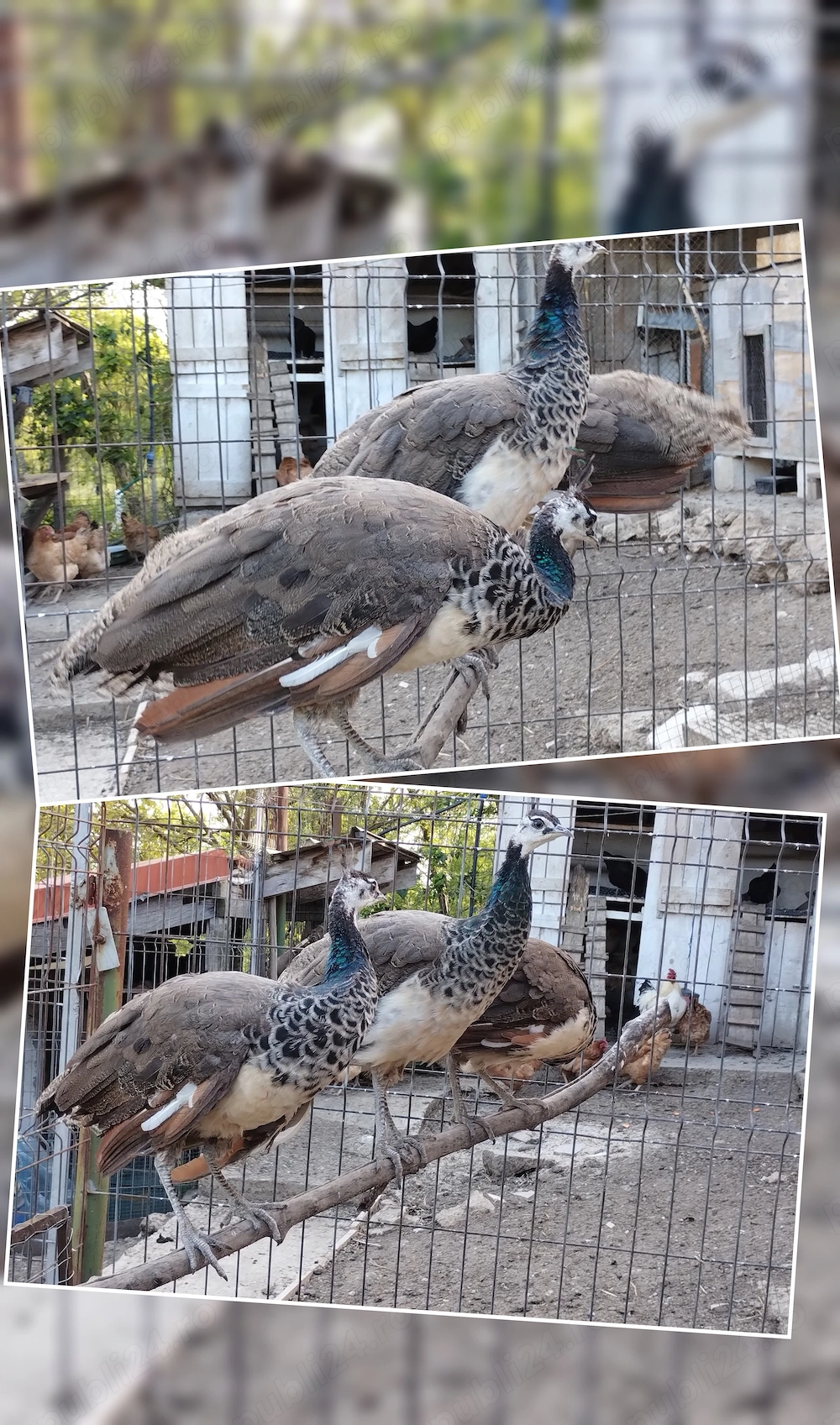 Vând păuni în  vârstă de 10 luni