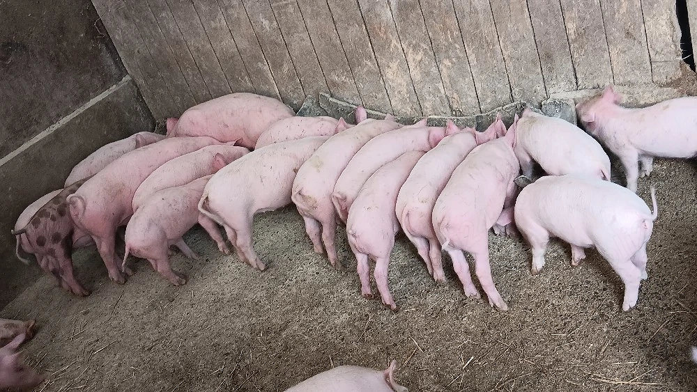 vand purcei diferite mărimi 